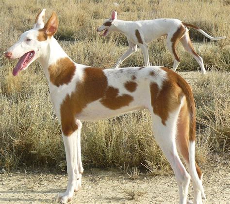 venta de podencos ibicencos en valencia|Venta de cachorros de Podenco Ibicenco. Guía de criadores de。